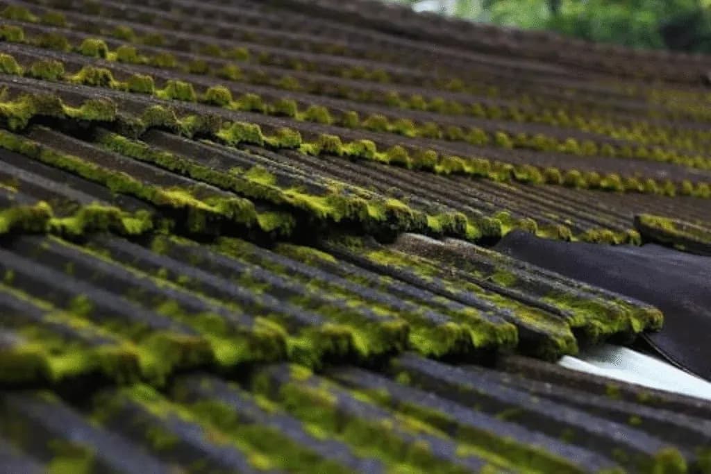 Roof Moss Removal: How Soft Washing Protects Your Fairfield County Home